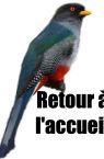 Trogon