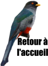 Trogon-2