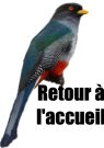 Trogon-2